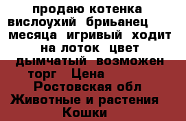 продаю котенка, вислоухий  бриьанец, 2,5 месяца, игривый, ходит на лоток, цвет дымчатый. возможен торг › Цена ­ 3 000 - Ростовская обл. Животные и растения » Кошки   